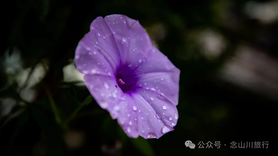 Jianshui Group, Sanying Village, Dajie Town, Jingdong, Pu’er: A Slow Mountain Life Written by Tea and Pottery in the Ailao Mountains - Image 29 - 大理旅行 Jianshui Group, Sanying Village, Dajie Town, Jingdong, Pu’er: A Slow Mountain Life Written by Tea and Pottery in the Ailao Mountains - Image 29