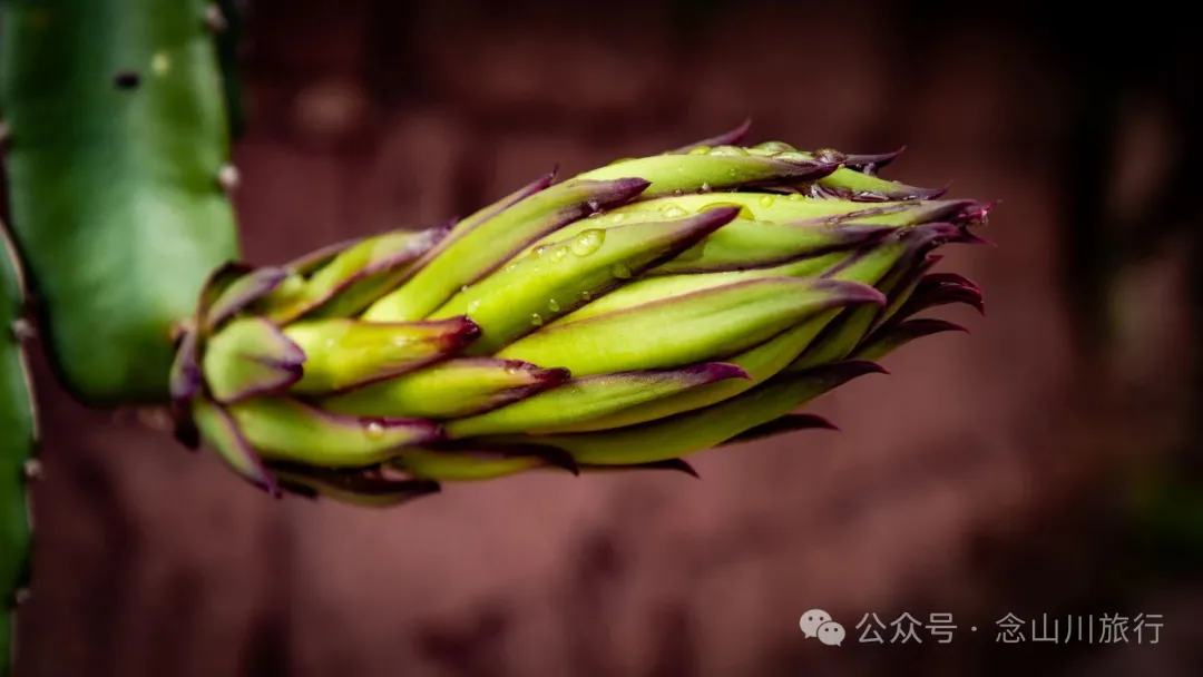 Jiuzhai Village in Ning’er County, Pu’er: An Overlooked Silkworm-Raising Village Still Carrying the Scent of Silk - Image 15