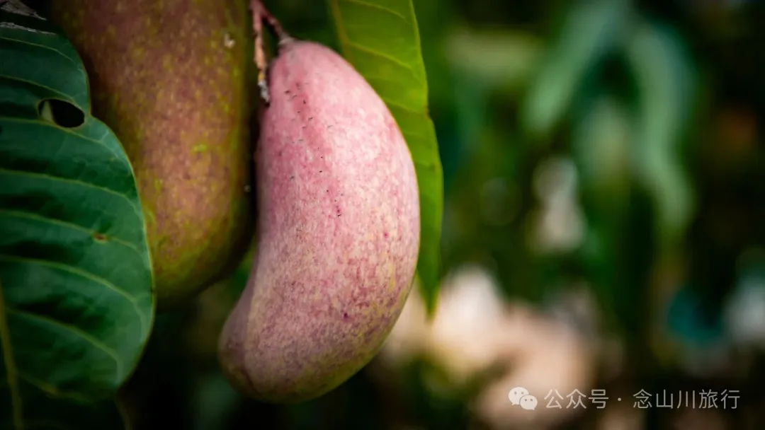 Jiuzhai Village in Ning’er County, Pu’er: An Overlooked Silkworm-Raising Village Still Carrying the Scent of Silk - Image 16