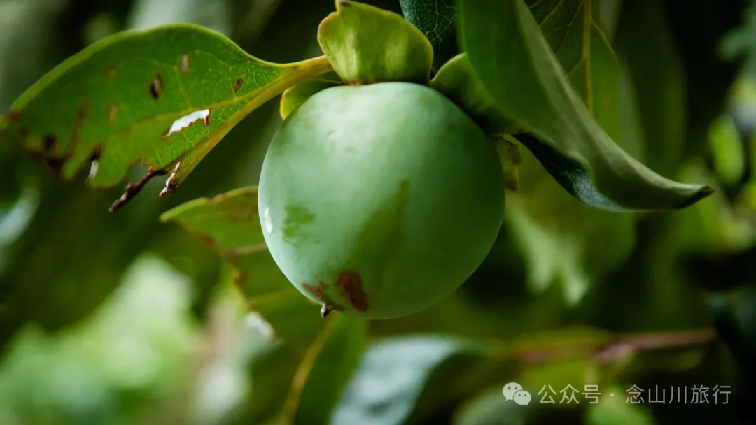 Jiuzhai Village in Ning’er County, Pu’er: An Overlooked Silkworm-Raising Village Still Carrying the Scent of Silk - Image 17