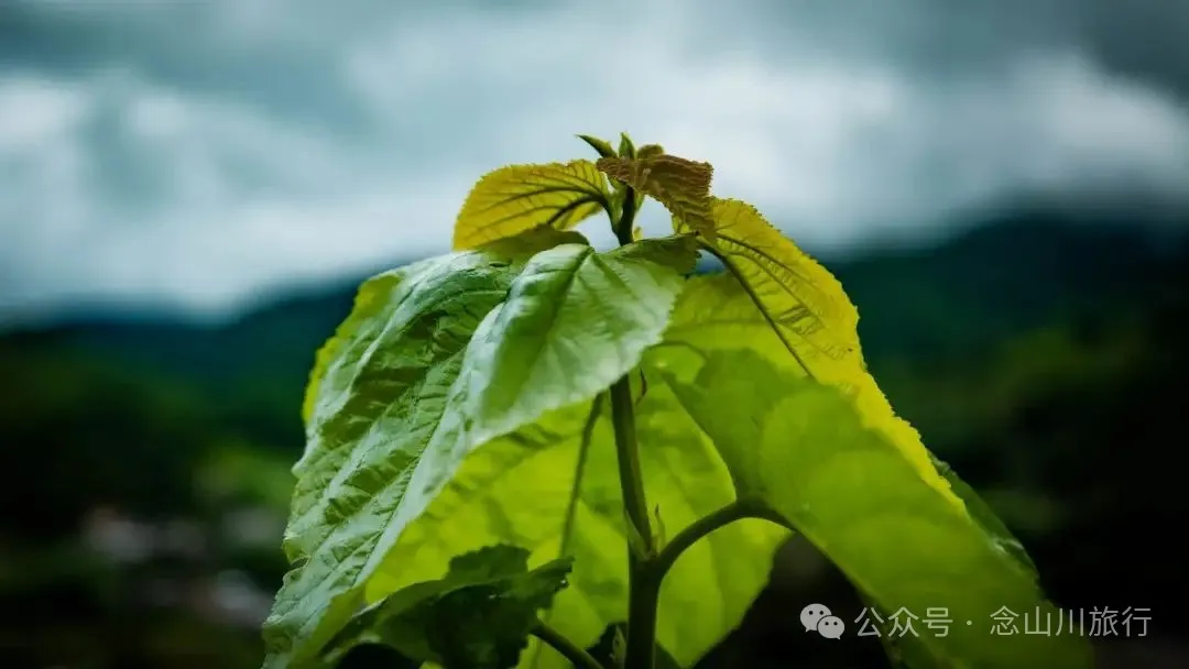 Jiuzhai Village in Ning’er County, Pu’er: An Overlooked Silkworm-Raising Village Still Carrying the Scent of Silk - Image 8