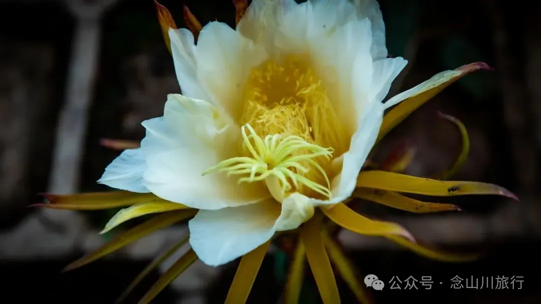 普洱镇沅县练帕村:20+°C的夏天,藏着北纬23°甜蜜的彝族哈尼族村庄 - 第6张