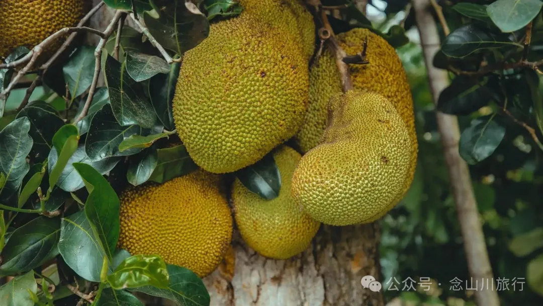 普洱澜沧景迈山芒埂寨：佛寺不语，榕树轻摇，时光在此皈依 - 第21张