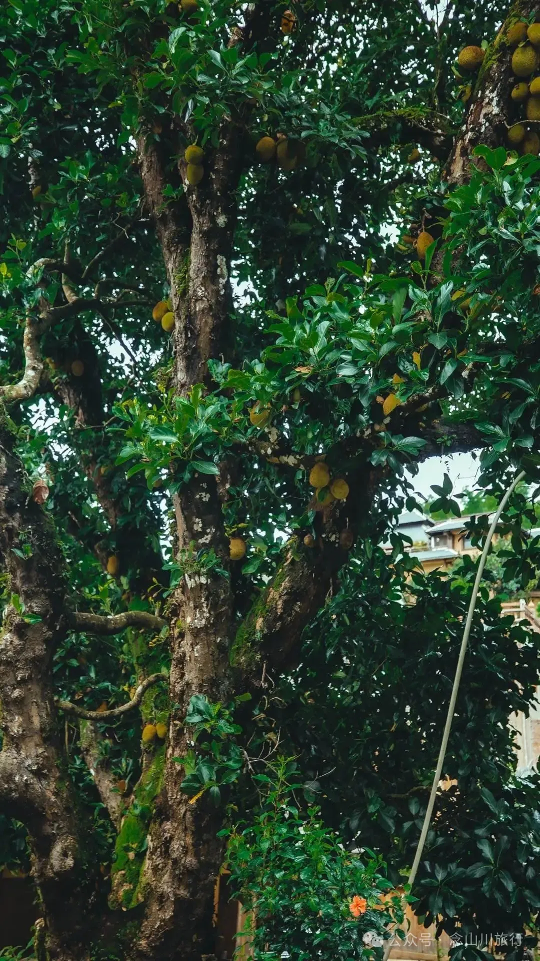 普洱澜沧景迈山芒埂寨：佛寺不语，榕树轻摇，时光在此皈依 - 第22张