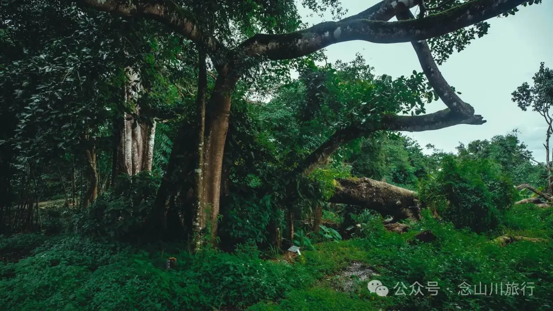 普洱澜沧景迈山芒埂寨：佛寺不语，榕树轻摇，时光在此皈依 - 第24张