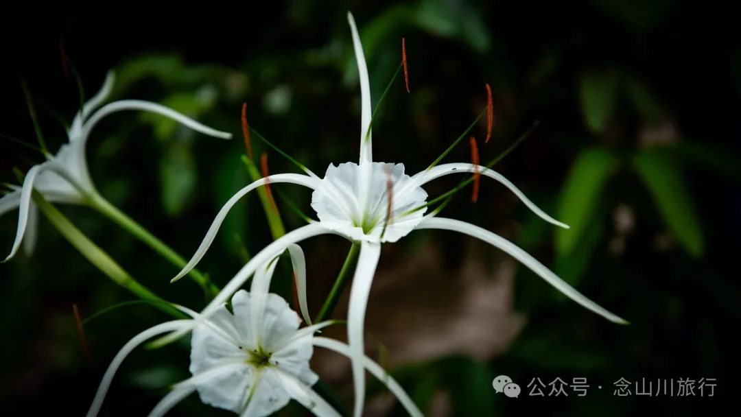 普洱寧洱磨黑古鎮：茶馬古道第一鎮，一鎮煙火，千年鹽光 - 第26張