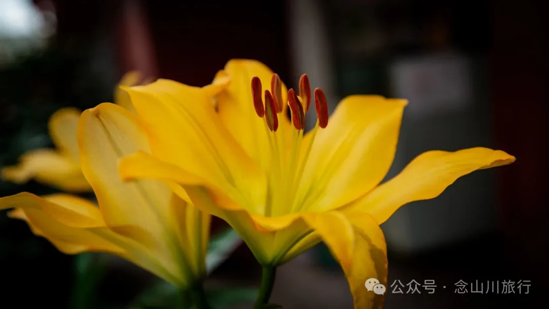 普洱寧洱磨黑古鎮：茶馬古道第一鎮，一鎮煙火，千年鹽光 - 第27張