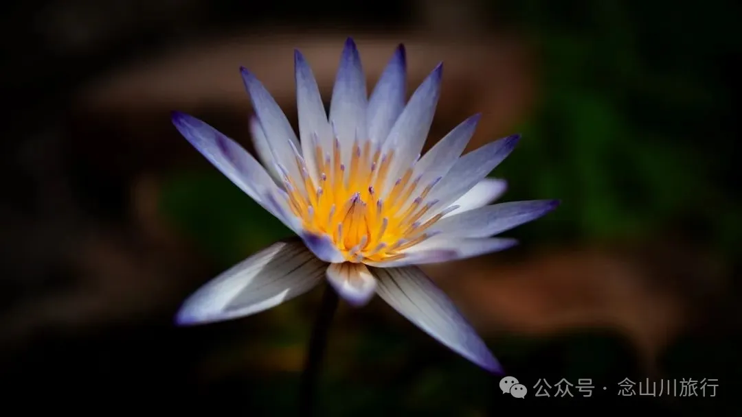 普洱寧洱磨黑古鎮：茶馬古道第一鎮，一鎮煙火，千年鹽光 - 第28張