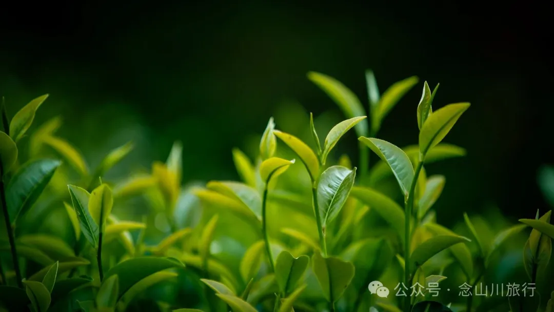 普洱景東陶緣居土陶製作技藝非遺工坊：鄉愁是待燒的陶坯，理想是第四道茶湯 - 第33張