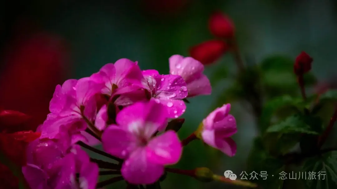 火把节·雨幕下的巍山古城:雨水浇不灭的千年炽热 - 第17张