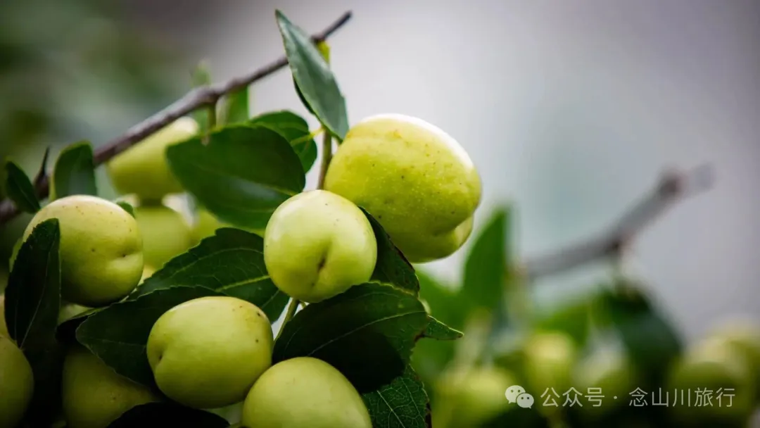 鲜透整个雨季!大禾里村的野生菌开席了 - 第36张
