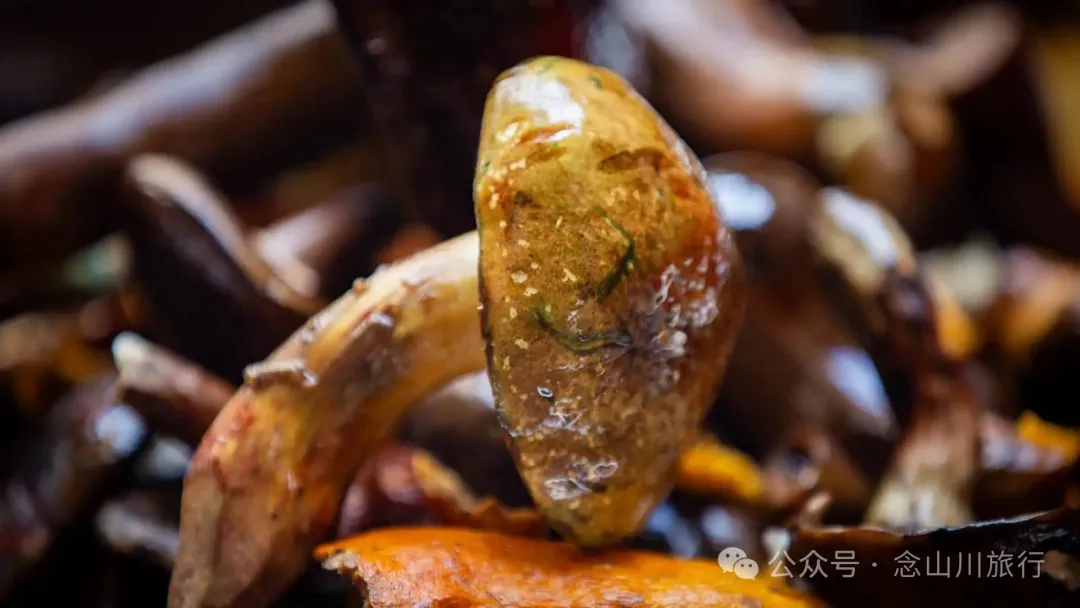 鲜透整个雨季!大禾里村的野生菌开席了 - 第4张