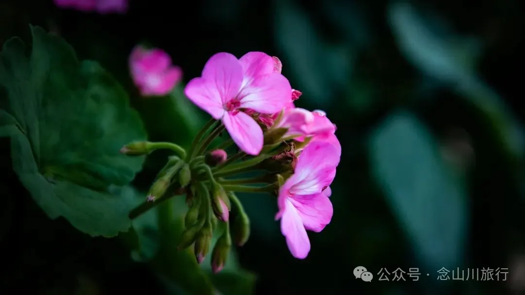 大理南涧宝华镇阿里勿大村：屋脊是未干的墨线，云雾是洇开的留白 - 第22张