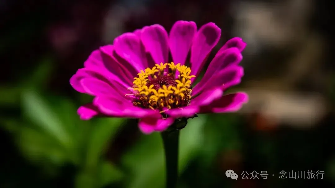 大理南涧宝华镇阿里勿大村：屋脊是未干的墨线，云雾是洇开的留白 - 第24张