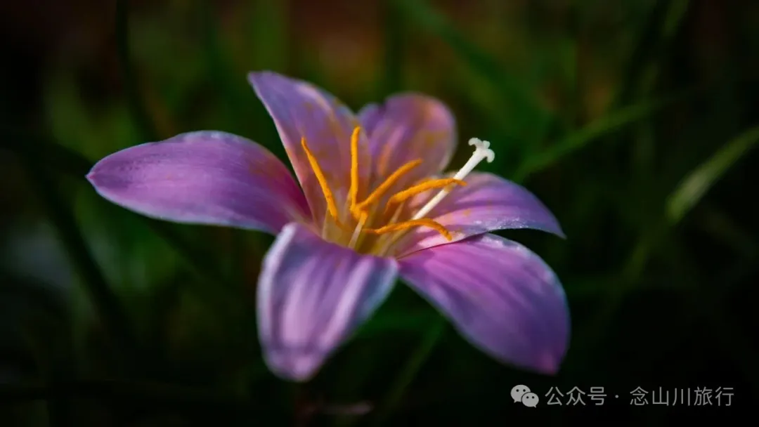 大理南澗寶華鎮阿木臘大村：清晨的光是慢動作的——它一寸寸挪過屋簷，怕吵醒昨夜的夢 - 第19张