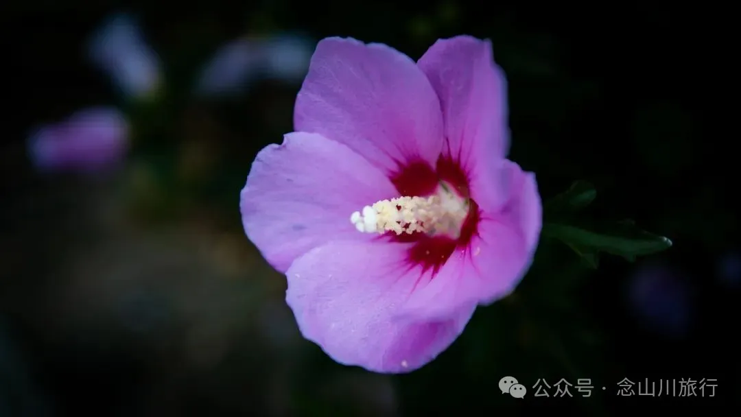 大理南澗寶華鎮格止腊村:一條小河分兩岸,卻讓風景成了雙倍 - 第23張