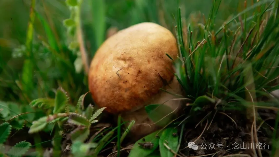 徒步大理洱源鸟吊山：99%的攻略止于湖边，真正的“阿勒泰”藏在看不见的深山里 - 第10张