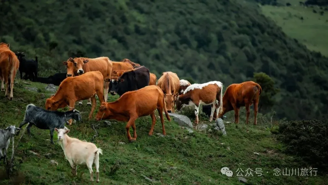 徒步大理洱源鸟吊山：99%的攻略止于湖边，真正的“阿勒泰”藏在看不见的深山里 - 第34张