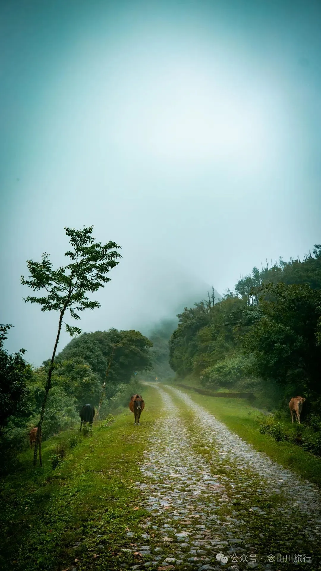 巍弥线-沙帽山的山景风光:风车是云雾的时针,草甸是山峦的柔软衬里 - 第15张