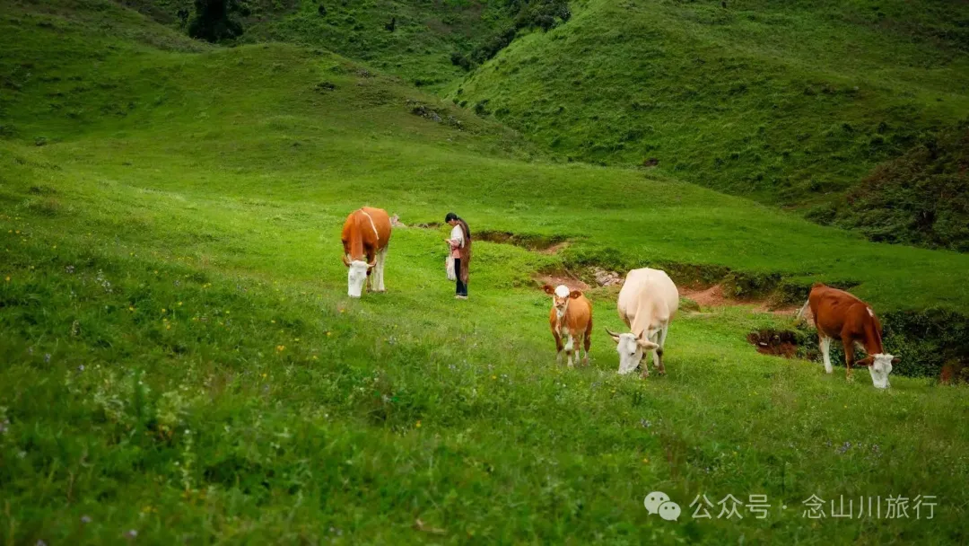 大理南澗無量山大草甸:小眾秘境的露營之夜,獨享整片山野與星空 - 第15張