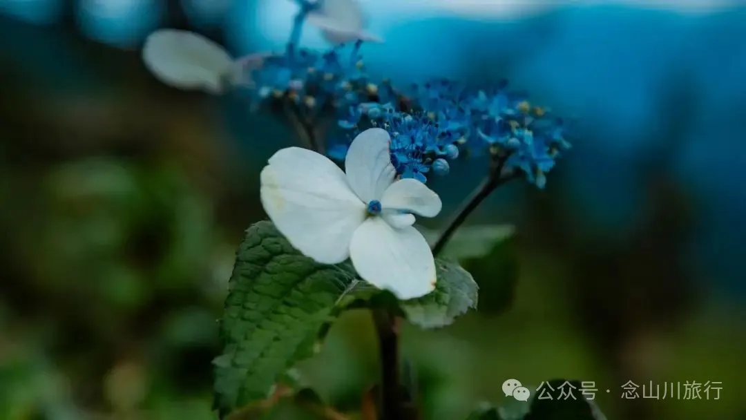 大理南澗無量山大草甸:小眾秘境的露營之夜,獨享整片山野與星空 - 第8張