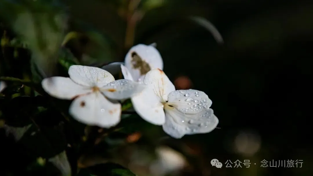 大理南涧百花村大草甸清晨的绝美时刻,是露水与晨曦写的无声诗 - 第10张
