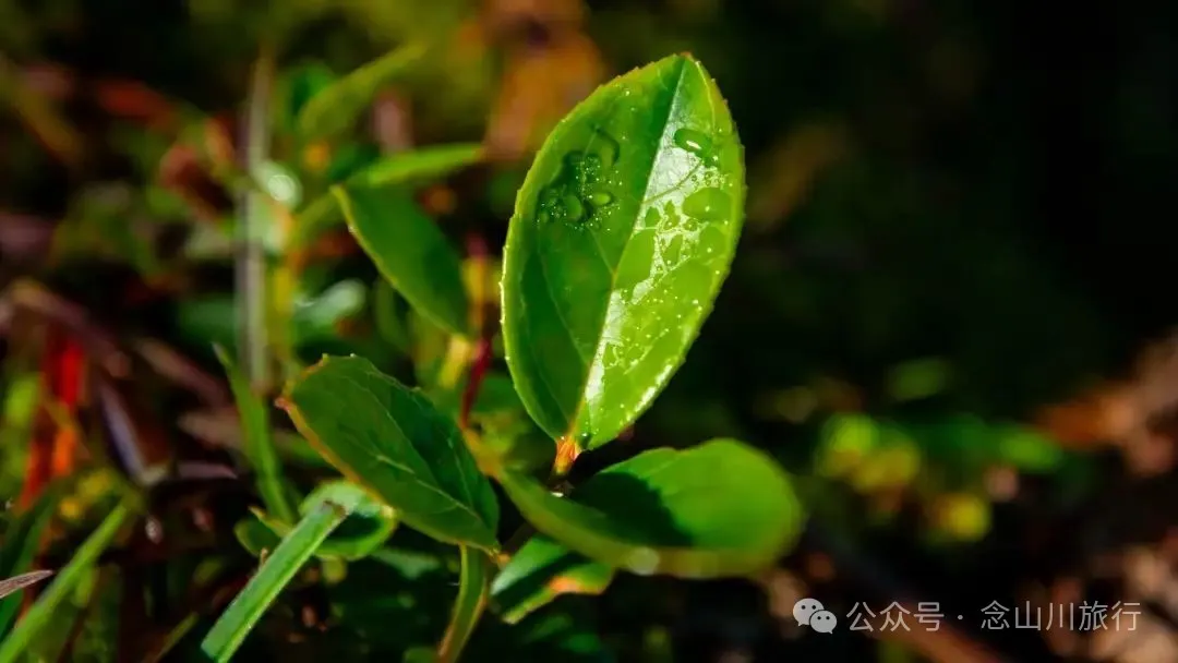大理南涧百花村大草甸清晨的绝美时刻,是露水与晨曦写的无声诗 - 第11张