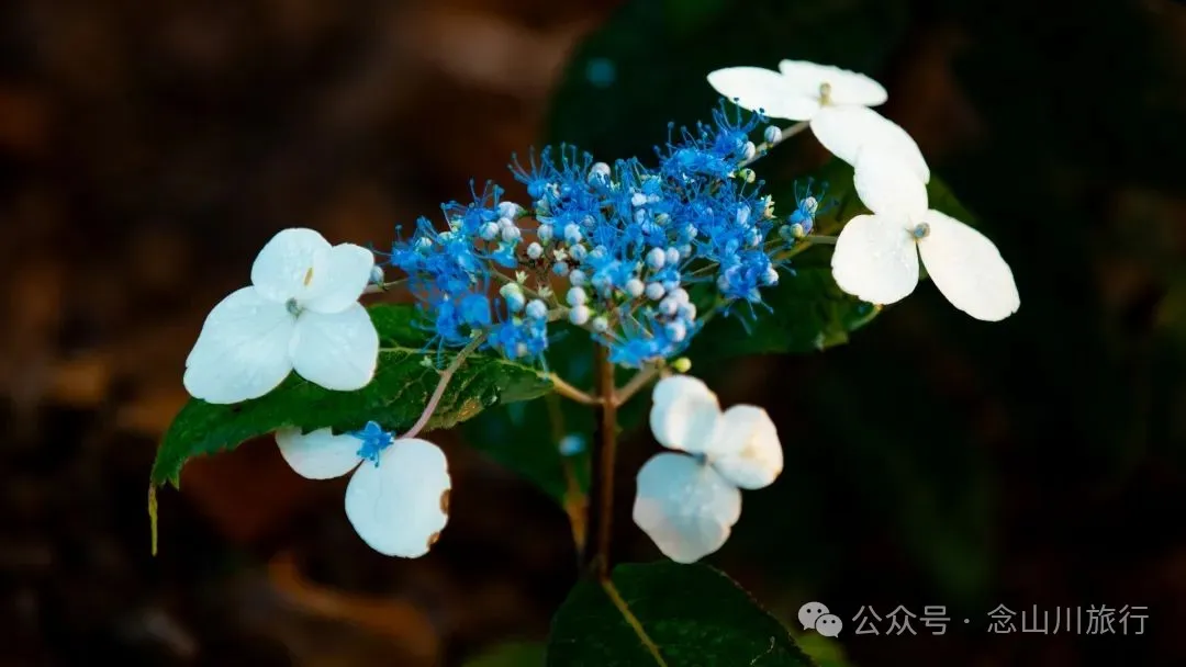 大理南涧百花村大草甸清晨的绝美时刻,是露水与晨曦写的无声诗 - 第9张
