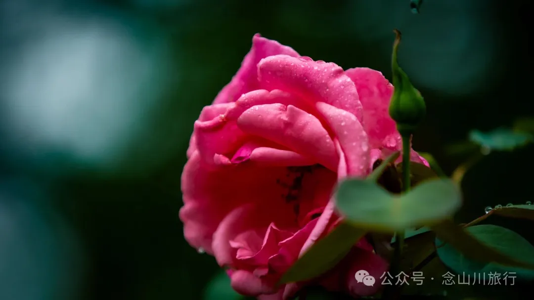 巍山古城的大街小巷：拱辰楼的晨光，群力门的黄昏，中间是未被吵醒的小城岁月 - 第41张