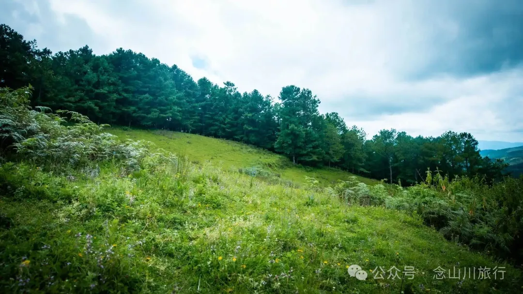 徒步小塘子村与大黄草坝村之间的夏日山野 - 第14张