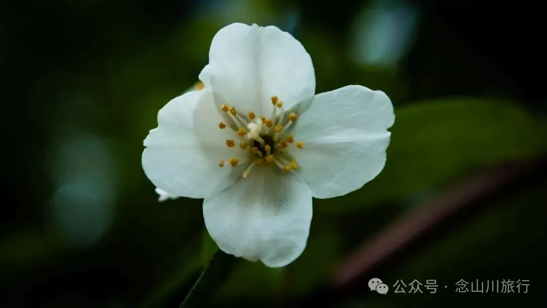 徒步小塘子村与大黄草坝村之间的夏日山野 - 第19张