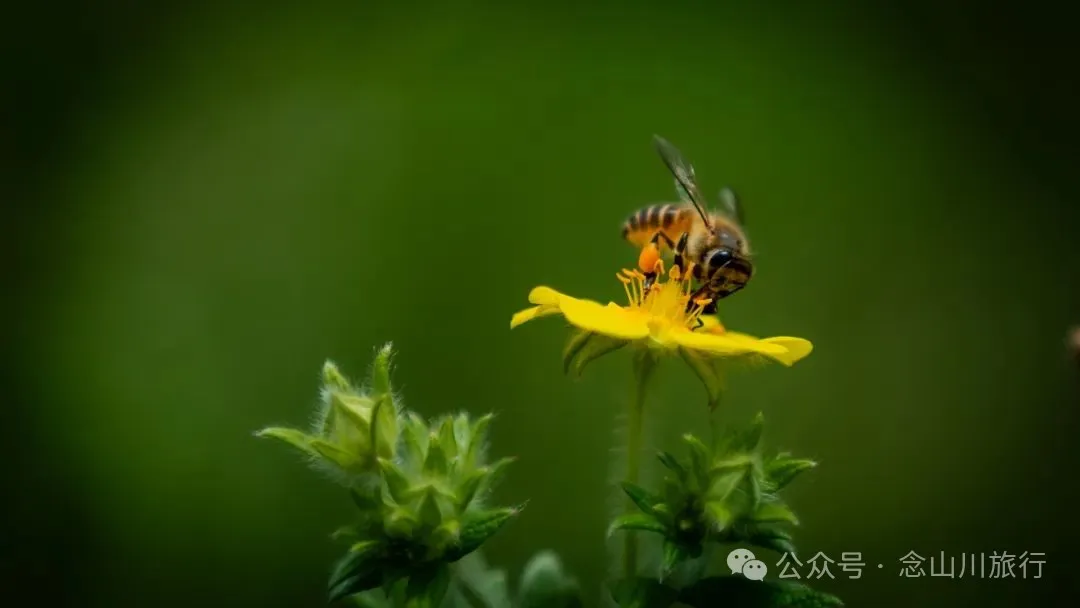 徒步小塘子村与大黄草坝村之间的夏日山野 - 第20张