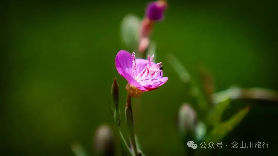 徒步小塘子村与大黄草坝村之间的夏日山野 - 第21张