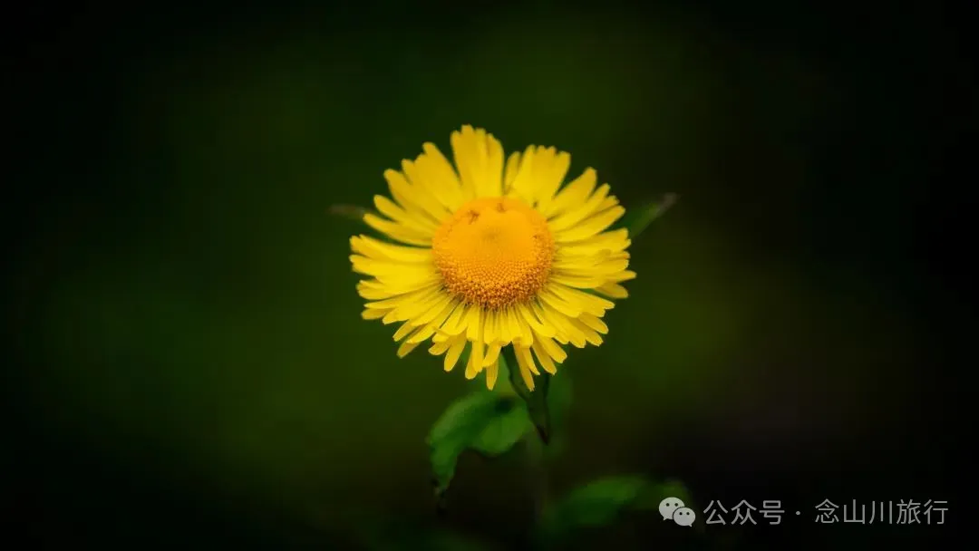 徒步小塘子村与大黄草坝村之间的夏日山野 - 第22张