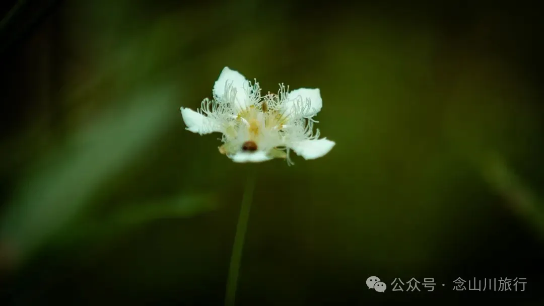 徒步小塘子村与大黄草坝村之间的夏日山野 - 第23张