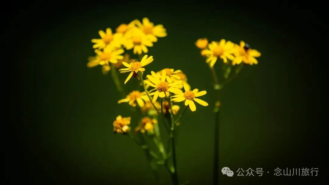 徒步小塘子村与大黄草坝村之间的夏日山野 - 第3张