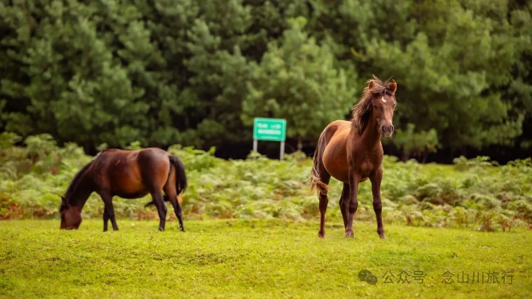 大理雲龍大浪壩露營第二幕:露水偷走星光,草甸借來初春 - 第15張