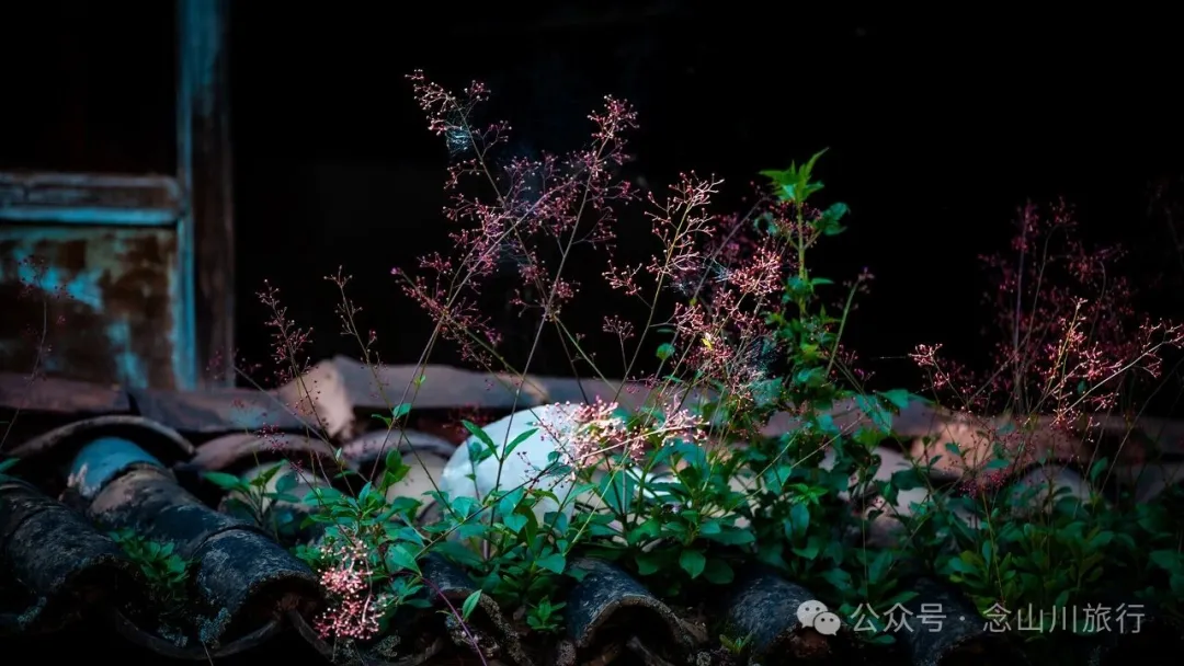 大理雲龍和平古村：古建無恙，石板無塵，遊客無蹤 - 第26張