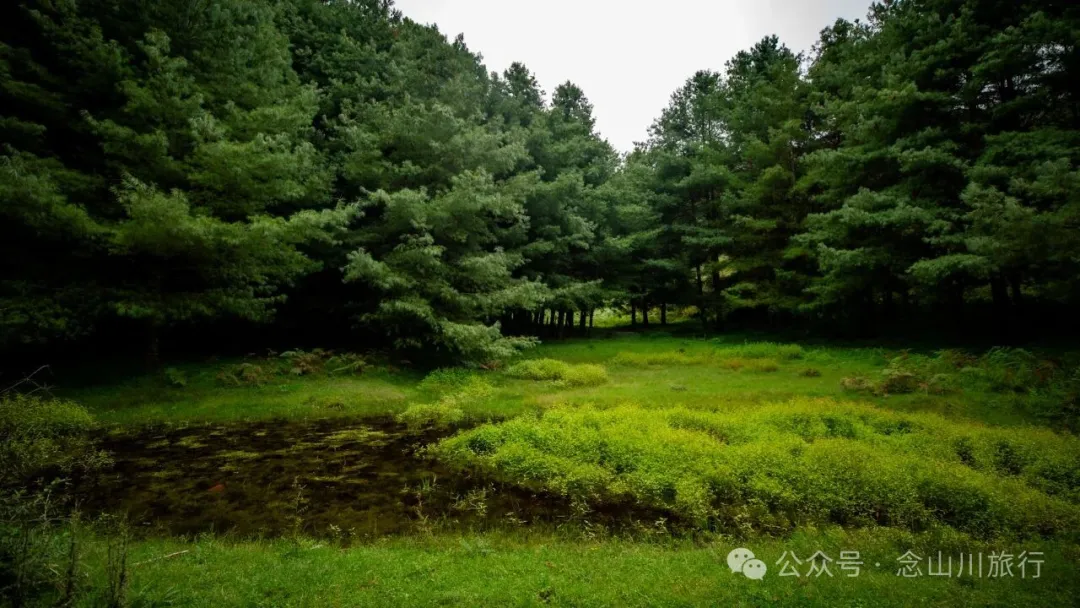 徒步火山村只有村民知晓的森林草甸:跟着二娃体验真实羊倌生活的一天 - 第13張