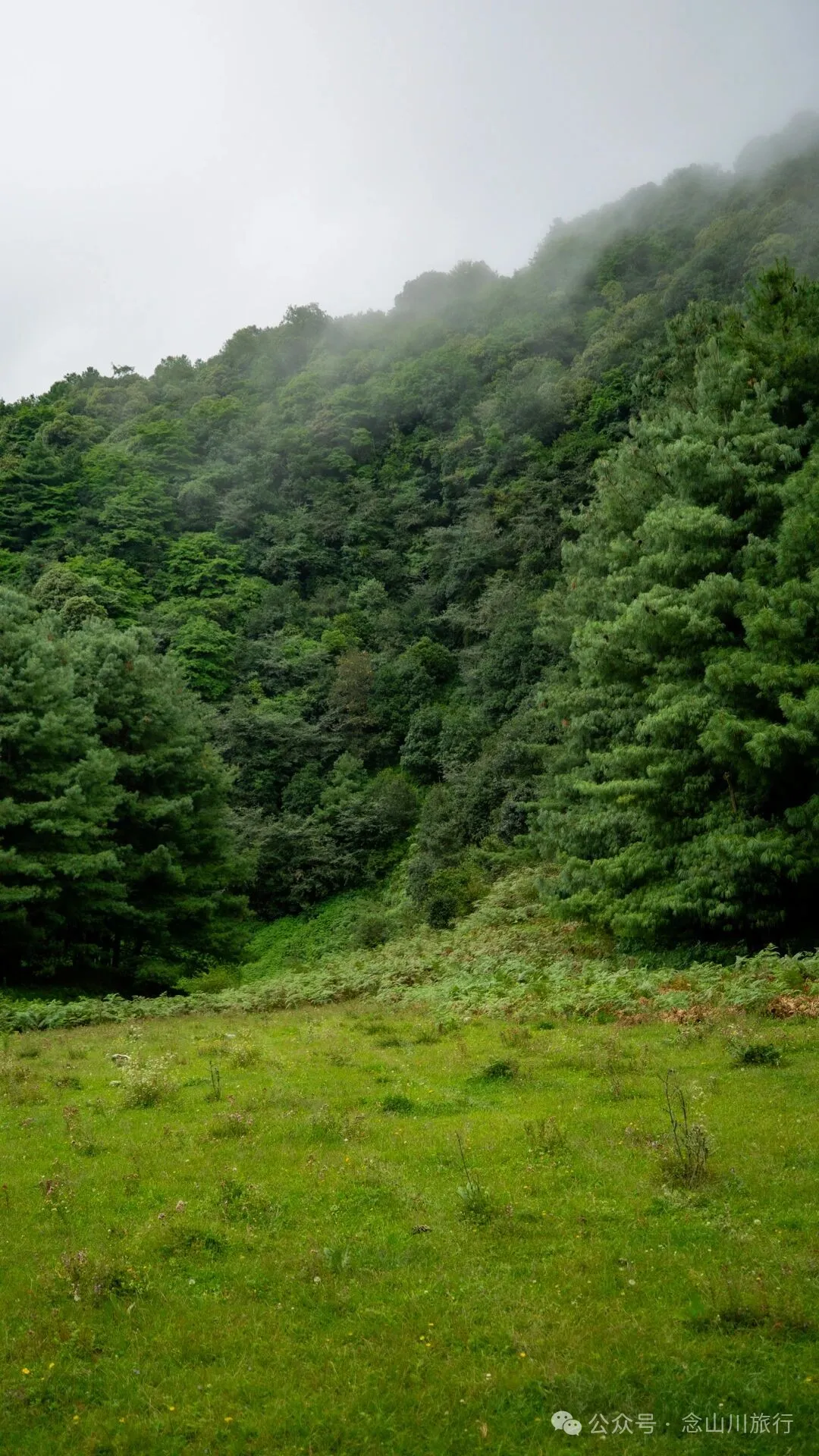 徒步火山村只有村民知晓的森林草甸:跟着二娃体验真实羊倌生活的一天 - 第17張