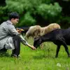 徒步火山村只有村民知晓的森林草甸:跟着二娃体验真实羊倌生活的一天