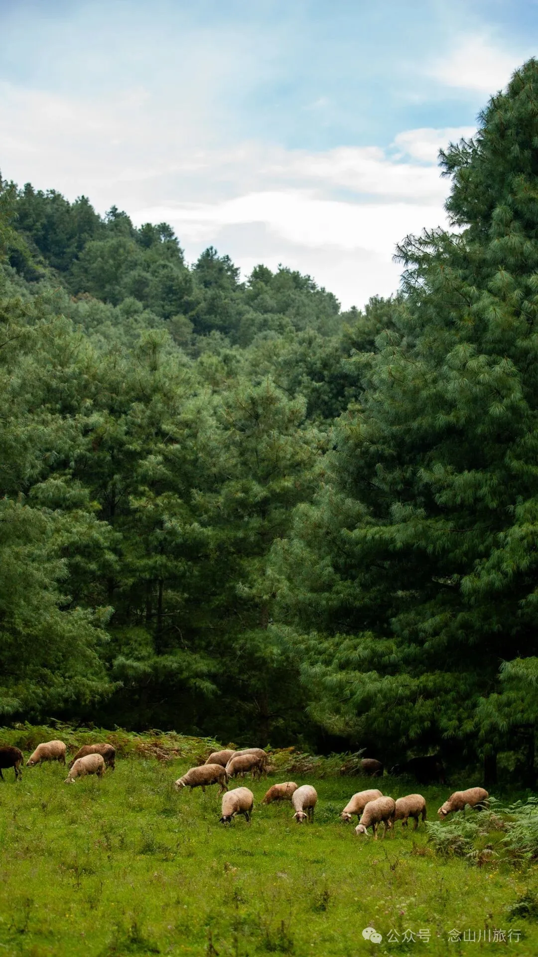 徒步火山村只有村民知晓的森林草甸:跟着二娃体验真实羊倌生活的一天 - 第31張