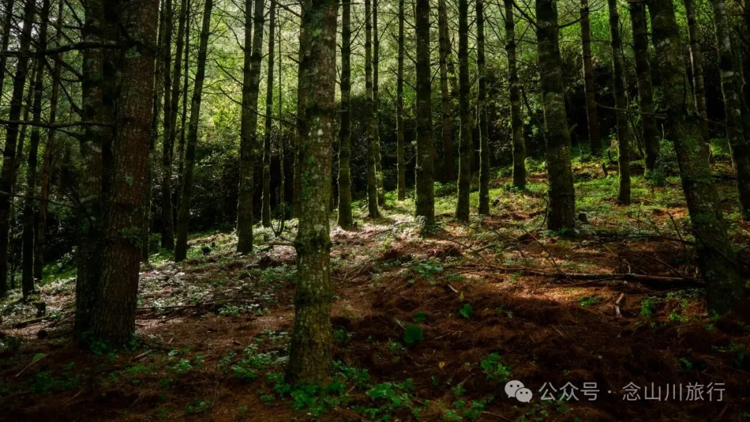 徒步火山村只有村民知晓的森林草甸:跟着二娃体验真实羊倌生活的一天 - 第32張