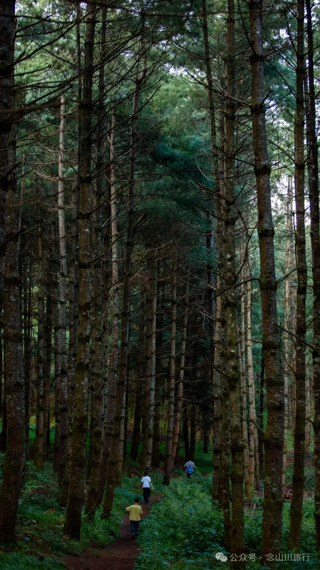 徒步火山村只有村民知晓的森林草甸:跟着二娃体验真实羊倌生活的一天 - 第38張
