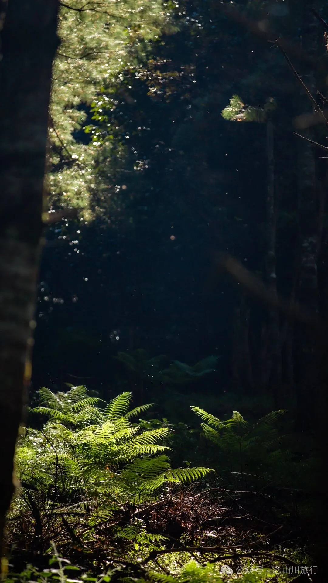 徒步火山村只有村民知晓的森林草甸:跟着二娃体验真实羊倌生活的一天 - 第39張