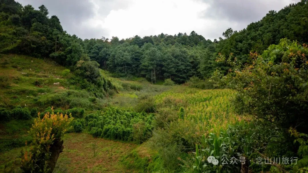 徒步火山村只有村民知晓的森林草甸:跟着二娃体验真实羊倌生活的一天 - 第4張