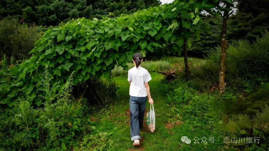 徒步火山村只有村民知晓的森林草甸:跟着二娃体验真实羊倌生活的一天 - 第8張