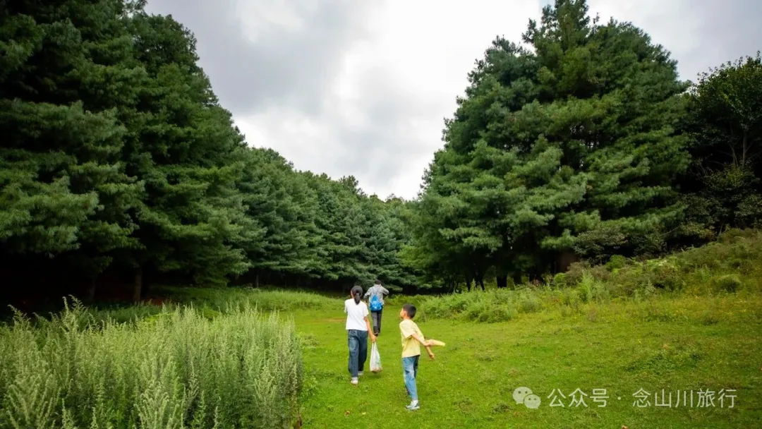 徒步火山村只有村民知晓的森林草甸:跟着二娃体验真实羊倌生活的一天 - 第9張