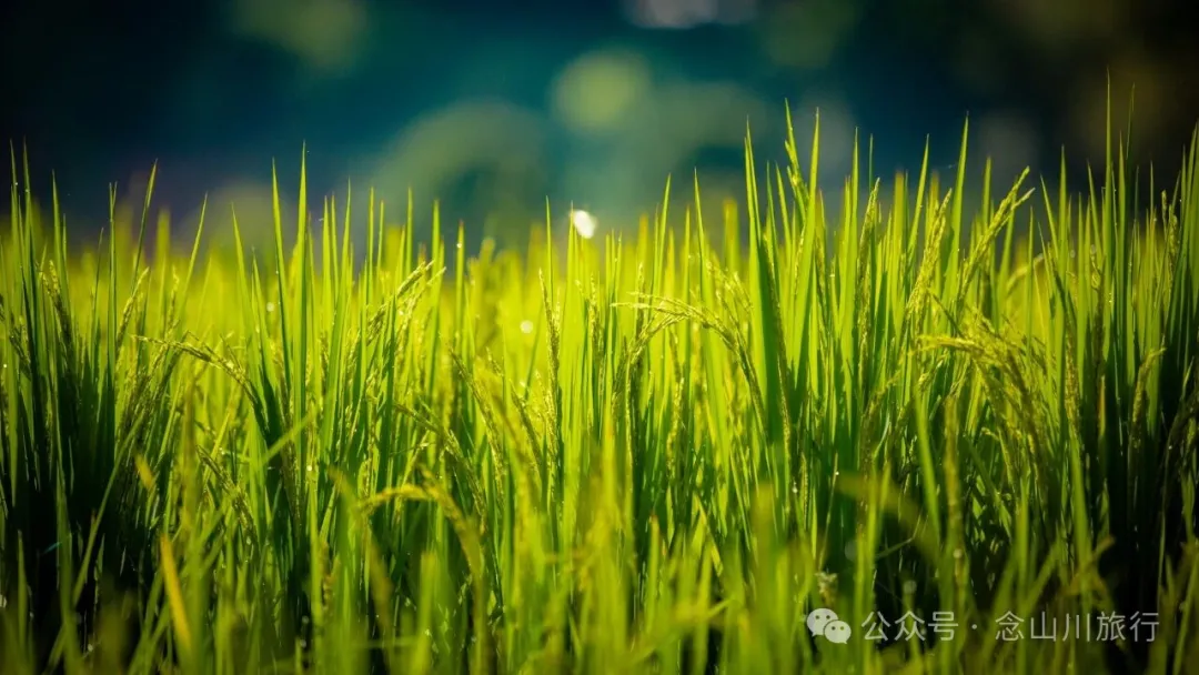 大理雲龍莊坪村：在太極圖上種水稻，在稻尖上讀春秋 - 第3張