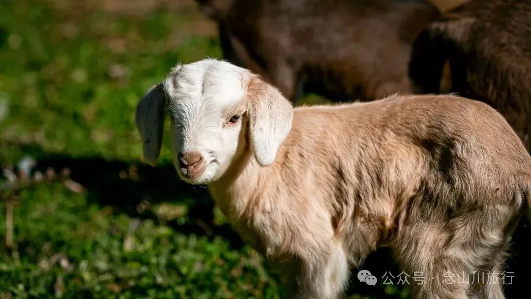 户外烧烤、爱笑的羔羊、贴膏药的小猪,秋意浓浓的微风山谷,山野里的朝九晚五全是干货 - 第21张